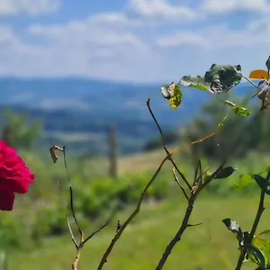 Appartamento Il Nido 